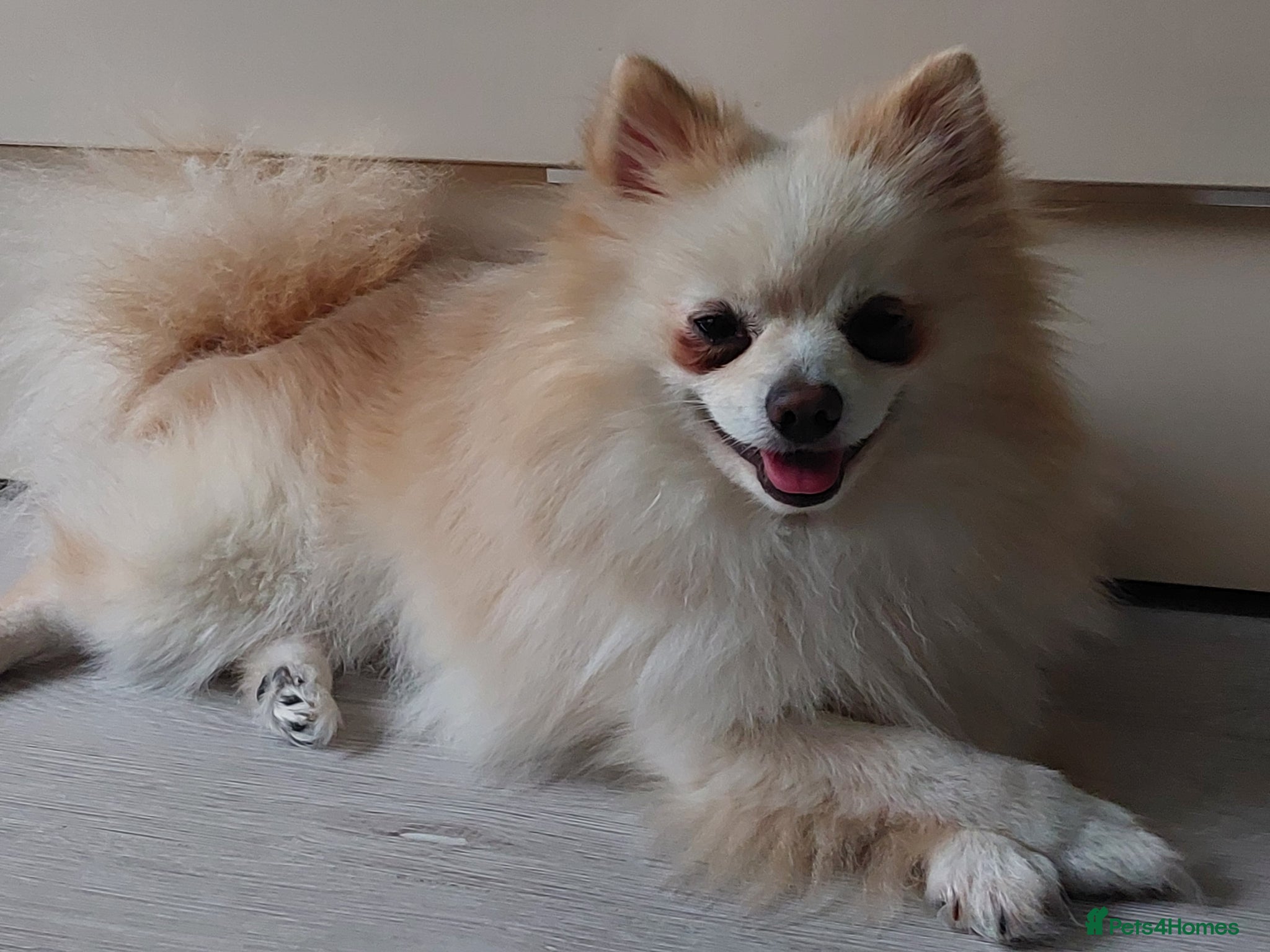 Maltipom dogs ***STUD ONLY*** - Advert 1