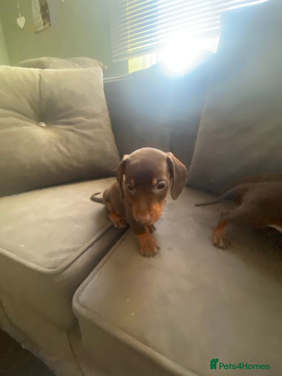 Miniature Dachshund dogs for sale: Pure mini chocolate/tan 6wk old dachshund boys  - Image 4