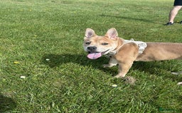 Mixed Breed dogs for sale: Gorgeous chow chow + English Bulldog Female Mix - Image 7