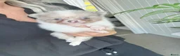 Pomeranian dogs for sale: Tiny beautiful merle Chihuahua cross Pomeranian  - Advert 10