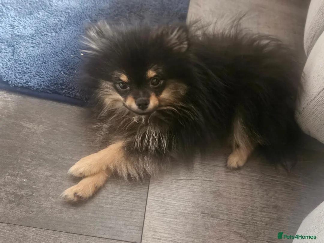 Pomeranian dogs for sale: Male pomeranian  - Advert 2