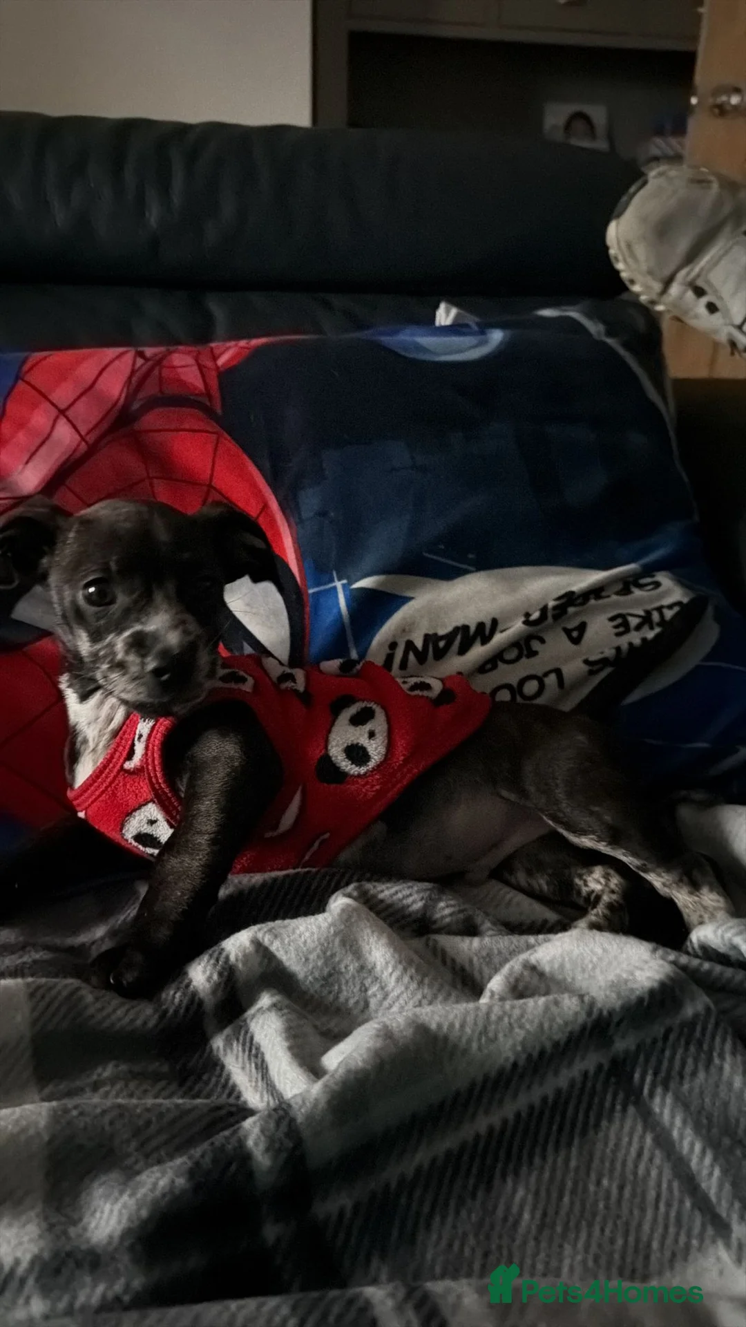 Mixed Breed dogs for sale: French Wheener - Advert 3