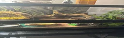 Bearded Dragon reptiles for sale: Zero Morph (RARE) Bearded Dragon in Ossett - Advert 11