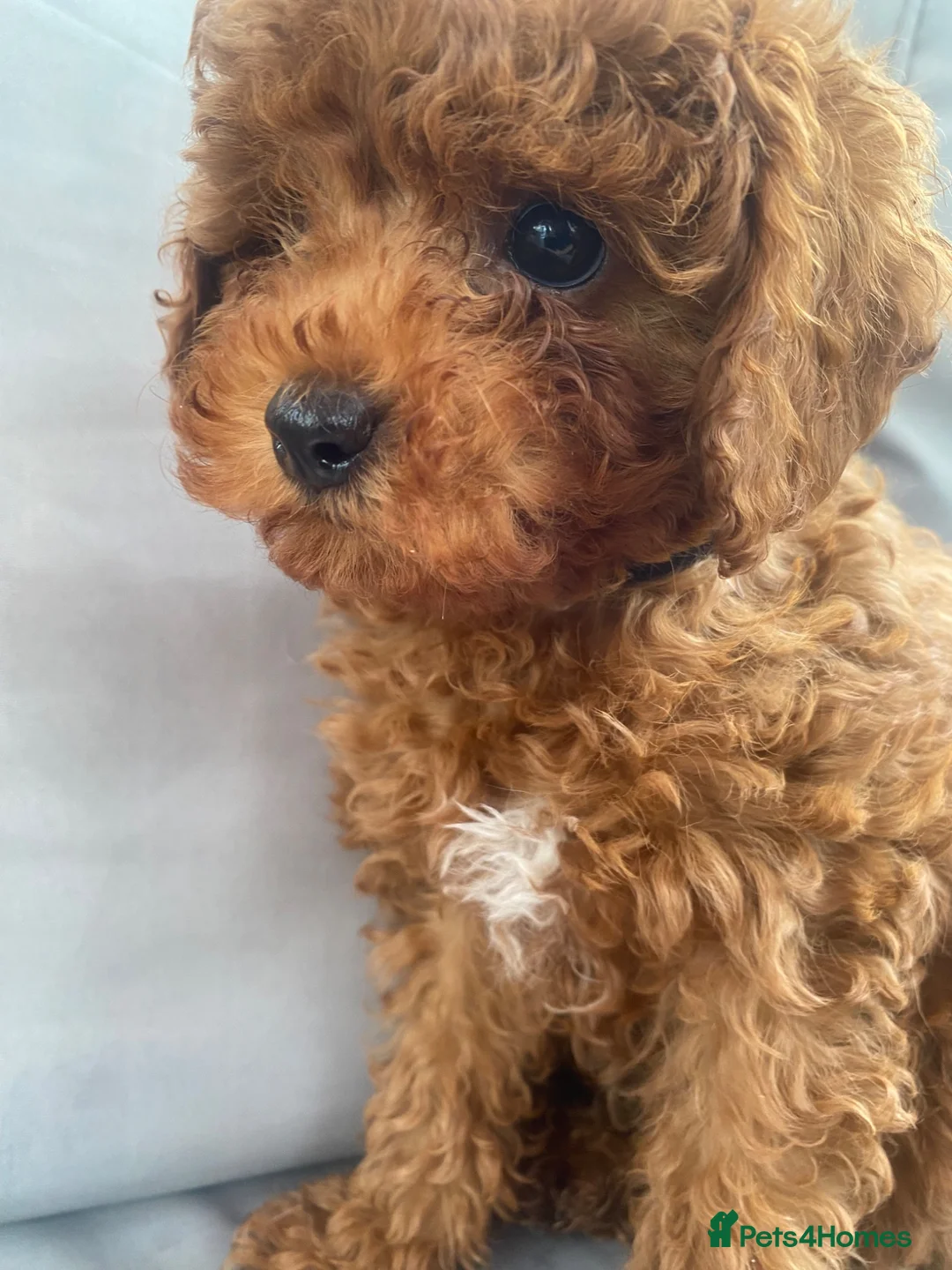 Toy Poodle dogs for sale: Cavapoo male puppies ready now  - Advert 8
