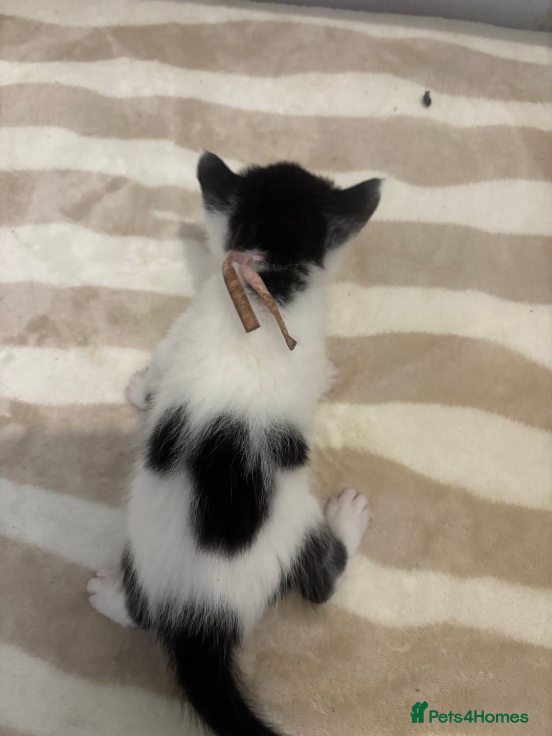 British Shorthair cats for sale: X2 female British shorthaired cross kittens - Image 5