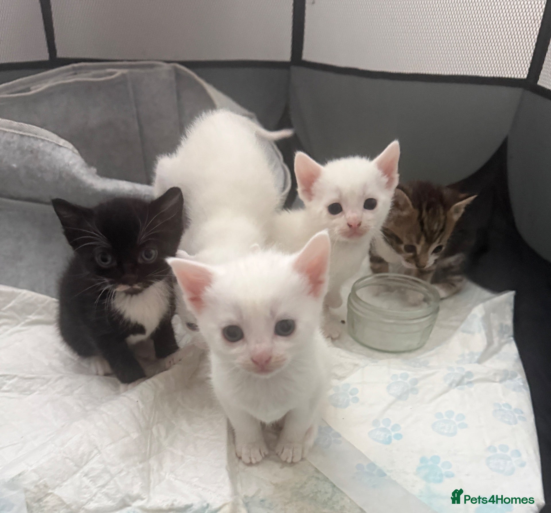 Mixed Breed cats Kittens for sale - Advert 3