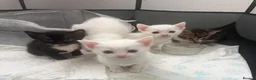 Mixed Breed cats for sale: Kittens for sale - Advert 1