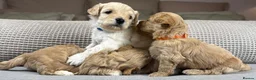Maltipoo dogs for sale: SEE ALL OUR PUPPIES ON INSTA. OAKWELL RETRIEVERS  - Advert 4