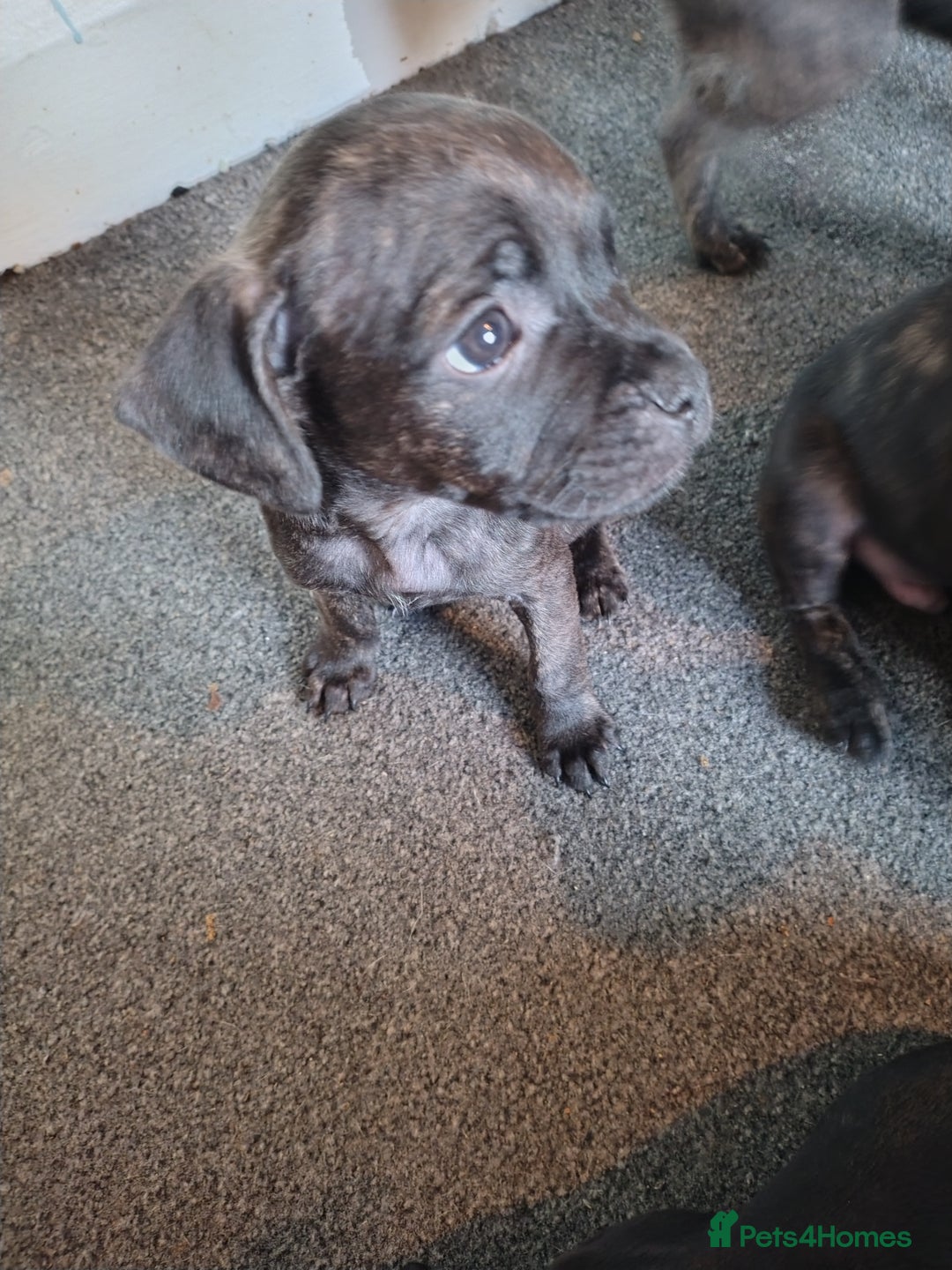 Mixed Breed dogs for sale: French Bulldog x Staff pups  - Advert 7