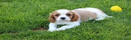 Cavalier King Charles Spaniel dogs for sale: PUG x CAVALIER puppies for sale  - Advert 22