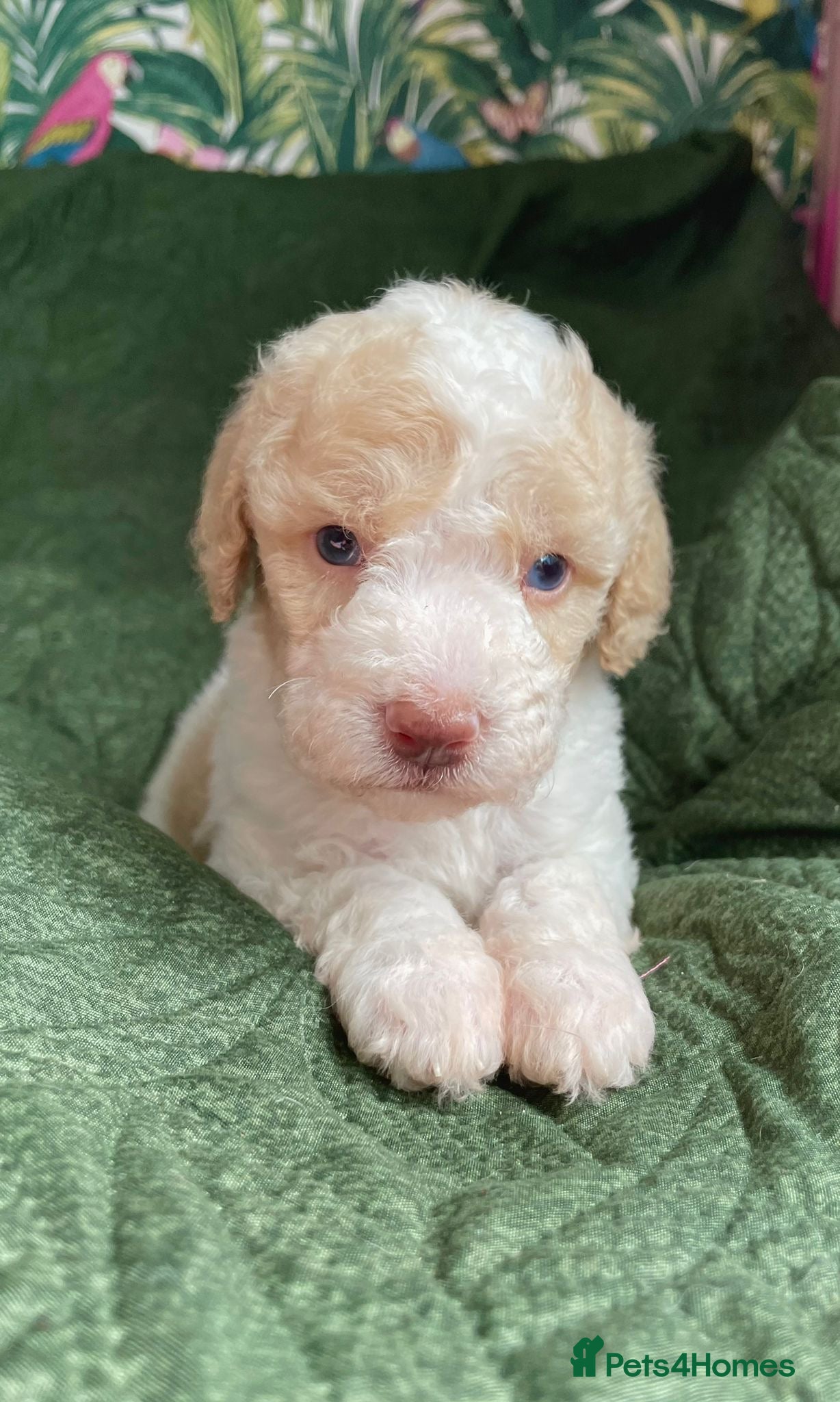 Cavapoo dogs Stunning extensively health tested cavapoo pups - Advert 5