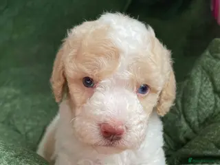 Cavapoo dogs Stunning extensively health tested cavapoo pups - Advert 5