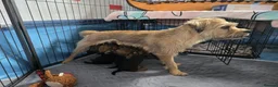 Border Terrier dogs for sale: **Border Terrier Puppies** in Glasgow - Advert 3