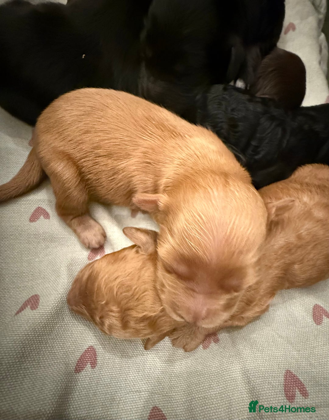Mixed Breed dogs for sale: Australian Labradoodle Pups. READY 30th October  - Image 22