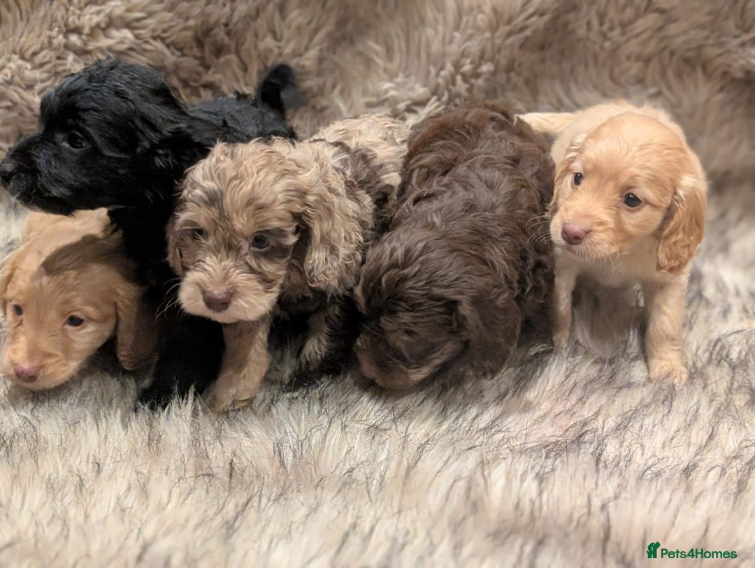 Cockapoo dogs for sale: Ready Soon Stunning Cockapoo Puppies - Advert 7