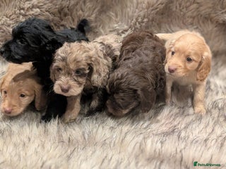 Cockapoo dogs Ready to Leave Stunning Cockapoo Puppies - Advert 18