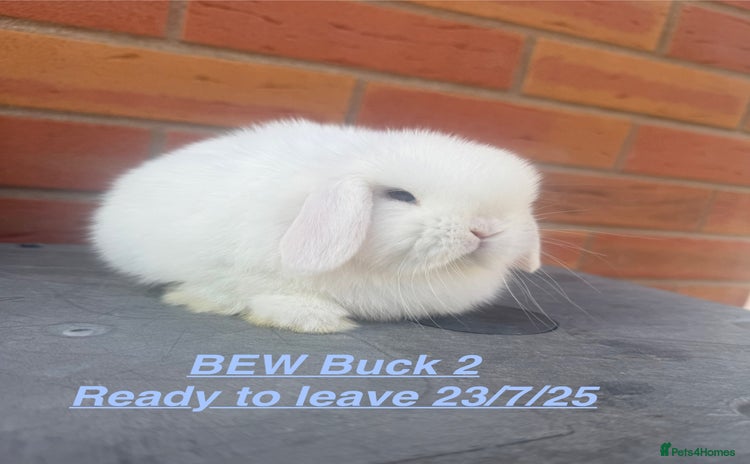 Mini Lop rabbits in Chard - Advert 9