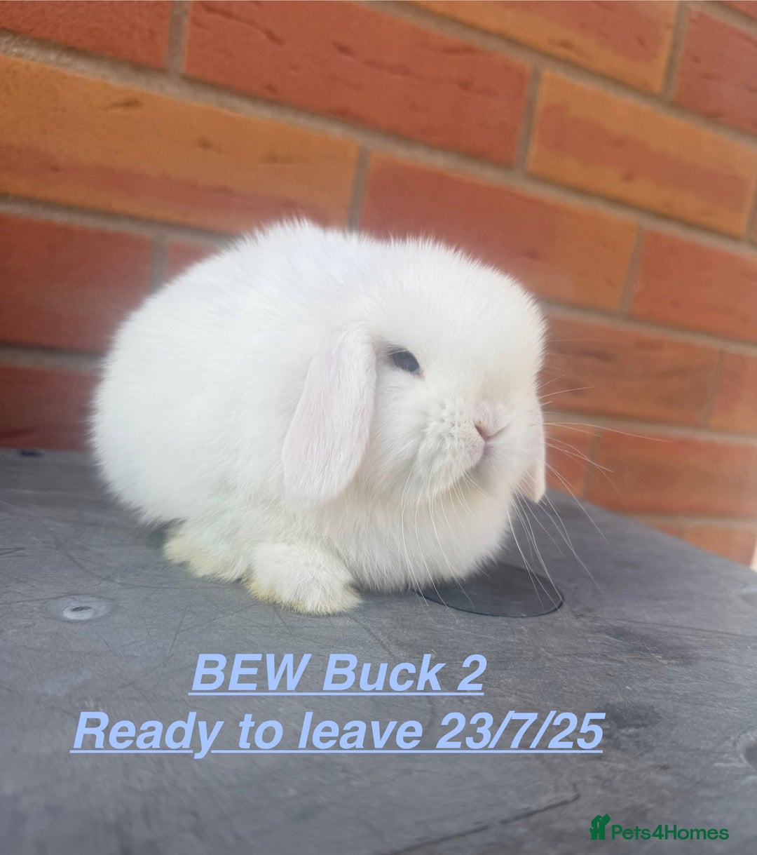 Mini Lop rabbits for sale: Mini Lops Bunnies. READ DESCRIPTION - Updated 22/7 in Chard - Image 14