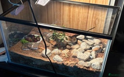 Beetles invertebrates for sale: Blue death feigning beetles with their set up  - Image 1