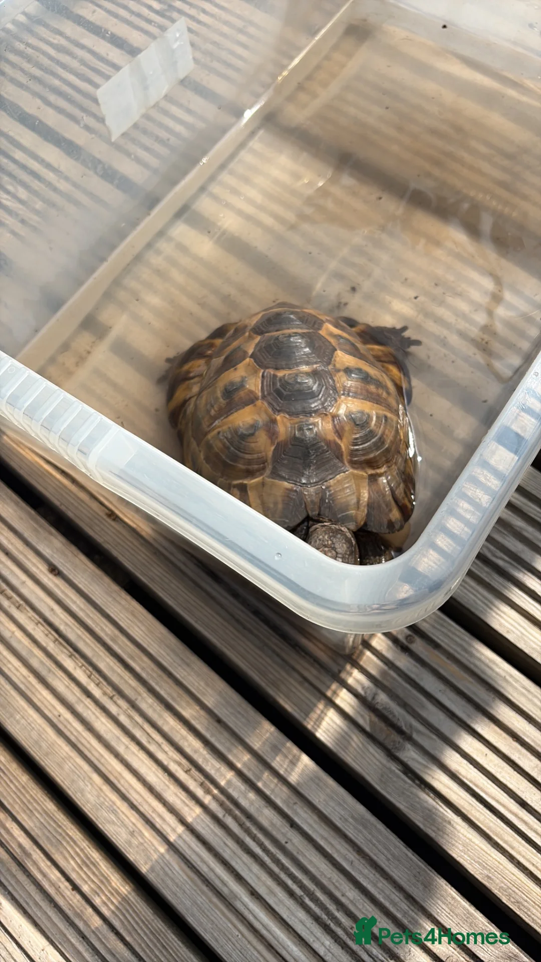 Tortoise reptiles for sale: Selling Male Spur Thigh - Advert 2