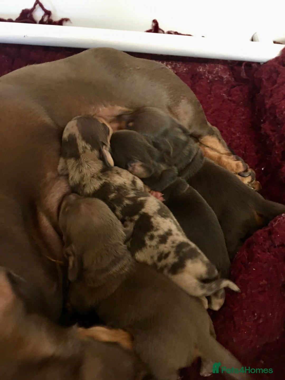 Miniature Dachshund dogs for stud: Mini Dachshund Boy for Stud, KC reg, Choc Dapple in Salford - Advert 9