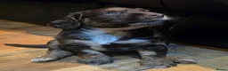 Cocker Spaniel dogs for sale: Stunning kc registered working cocker spaniels - Advert 16