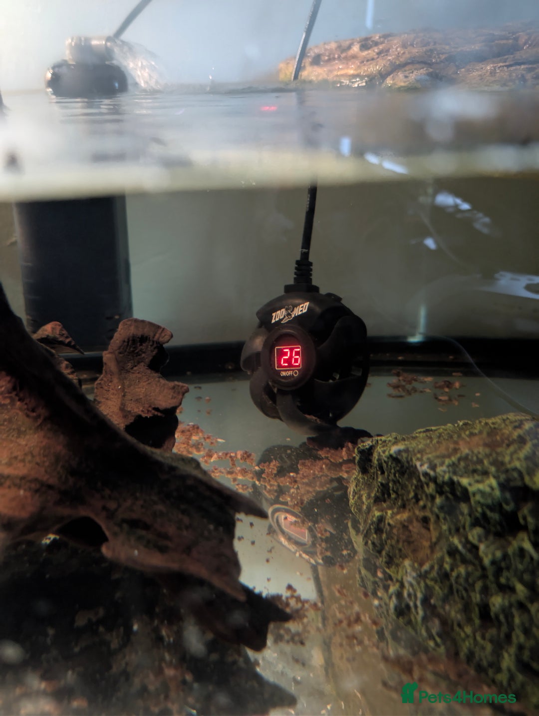 Turtle reptiles for sale: 2 Musk Turtles and 40 gallon tank set up - Image 7