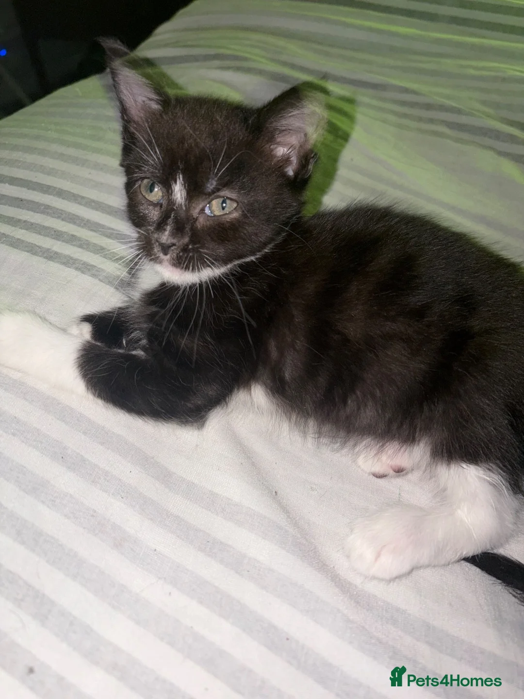 Mixed Breed cats for sale:  9 week old kittens ready for their forever home  in Basildon - Advert 2