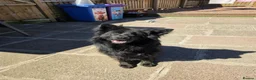 German Shepherd dogs for sale: Beautiful long haired german shepherd for sale - Advert 1