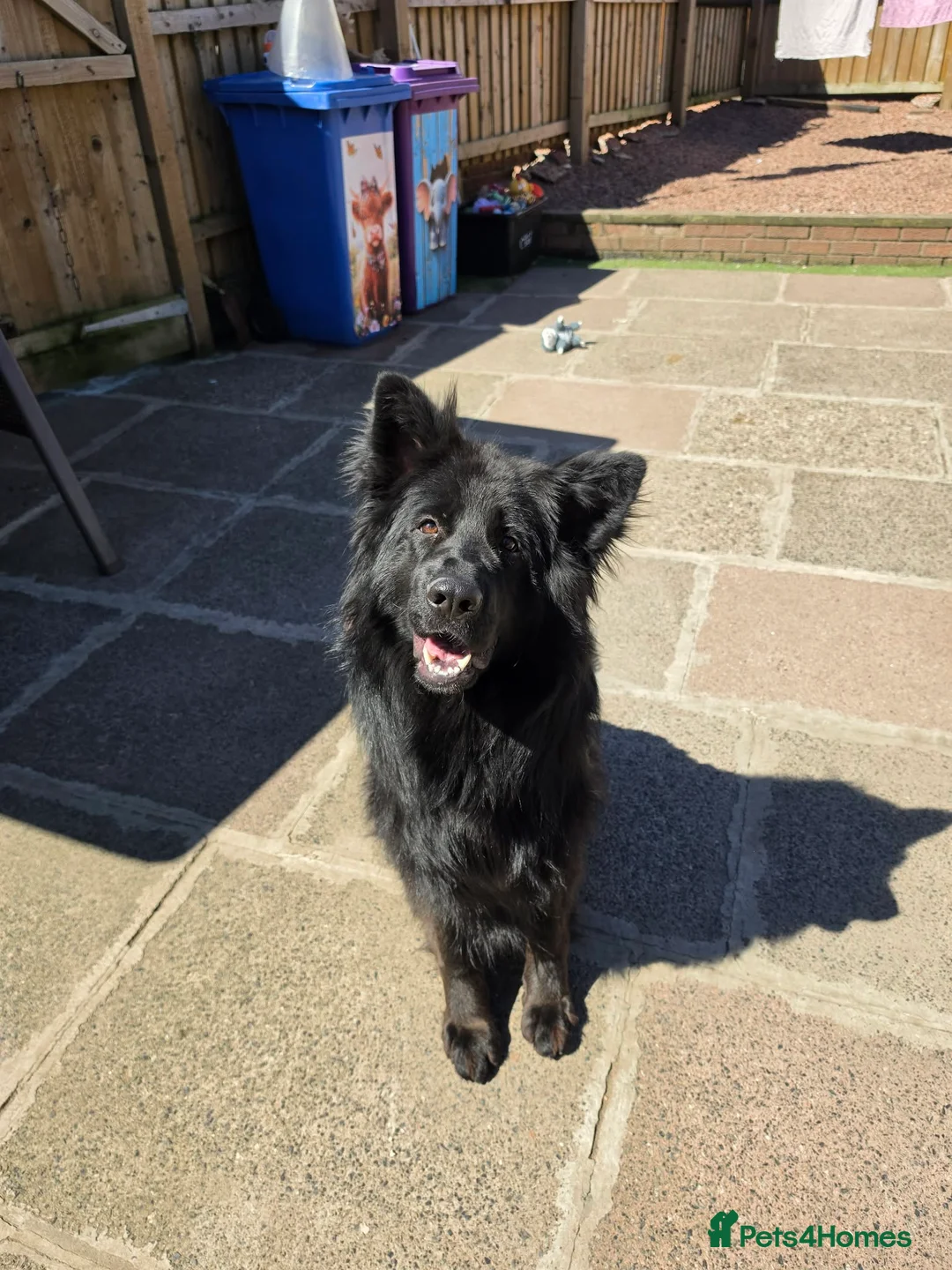 German Shepherd dogs for sale: Beautiful long haired german shepherd for sale - Advert 1