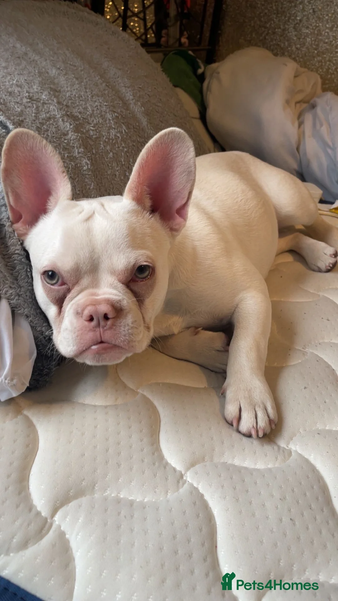 French Bulldog dogs for sale: French bulldog in Bilston - Advert 2