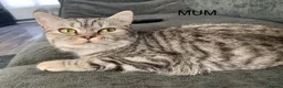 Mixed Breed cats for sale: LAST GIRL LEFT 4 BRITISH SHORTHAIR X KITTENS 🩵🩷 - Advert 12