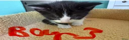 Mixed Breed cats for sale: Beautiful Fluffy Kittens  - Advert 8