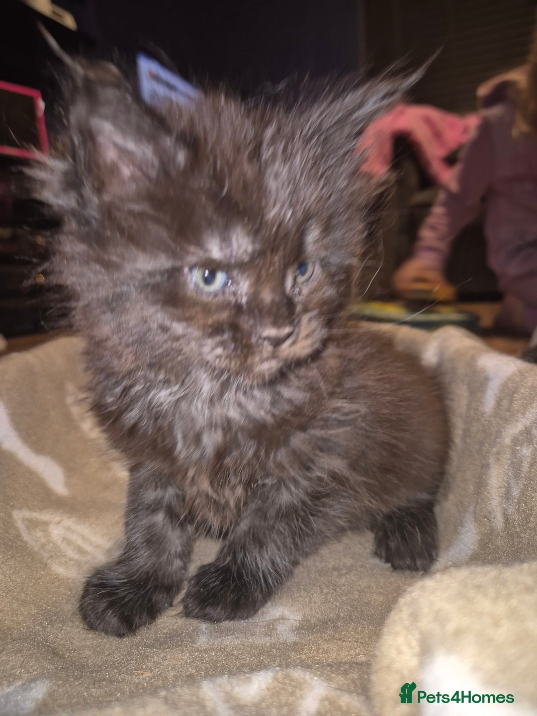 Maine Coon cats for sale: Russian /xxl maine coon - Advert 13