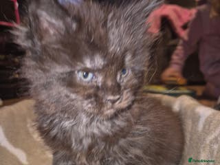 Maine Coon cats Russian /xxl maine coon - Advert 17