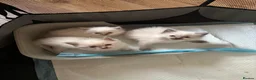Ragdoll cats for sale: Beautiful Pure Ragdoll kittens - Advert 7