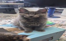 Maine Coon cats for sale: Maine Coon Glasgow AVAILABLE  - Image 9