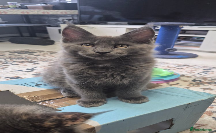 Maine Coon cats - Advert 3