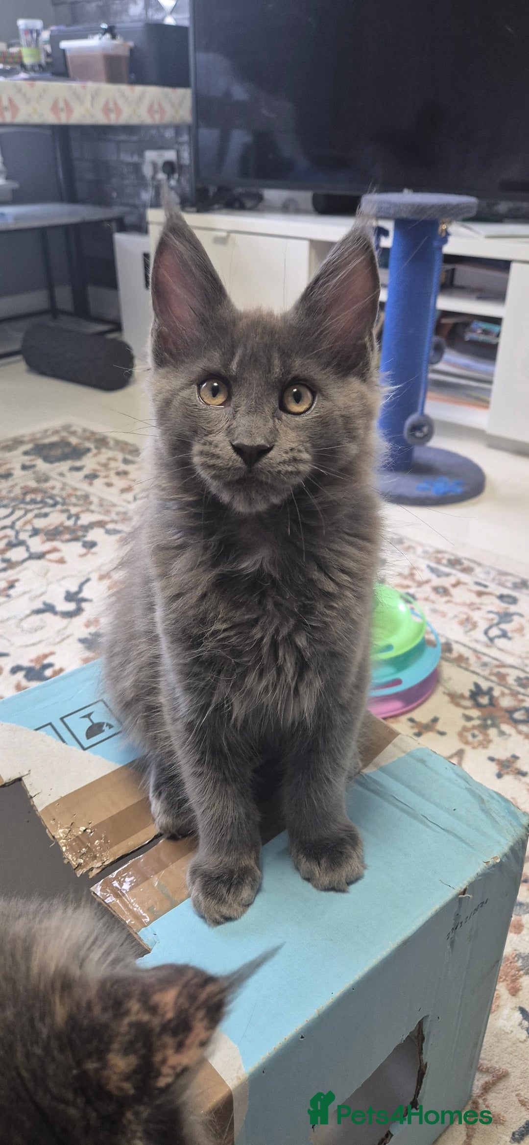 Maine Coon cats for sale: Maine Coon Glasgow AVAILABLE  - Image 9