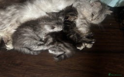 Persian cats for sale: Persian  - Image 2