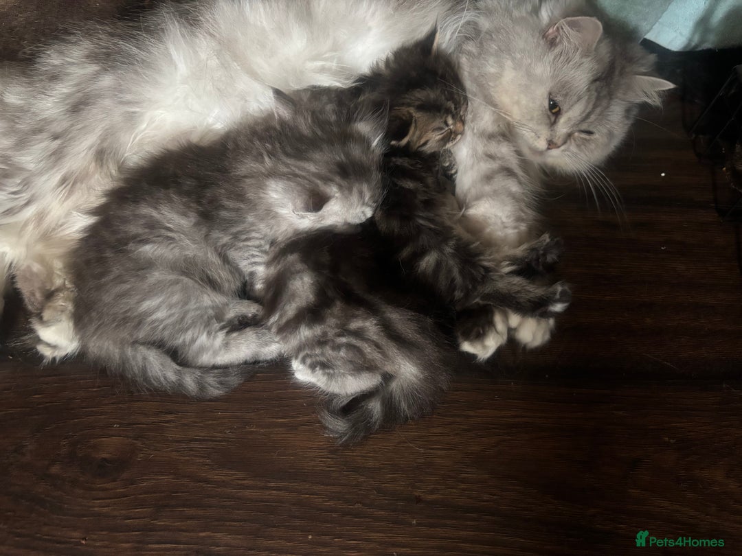 Persian cats for sale: Persian  - Image 2