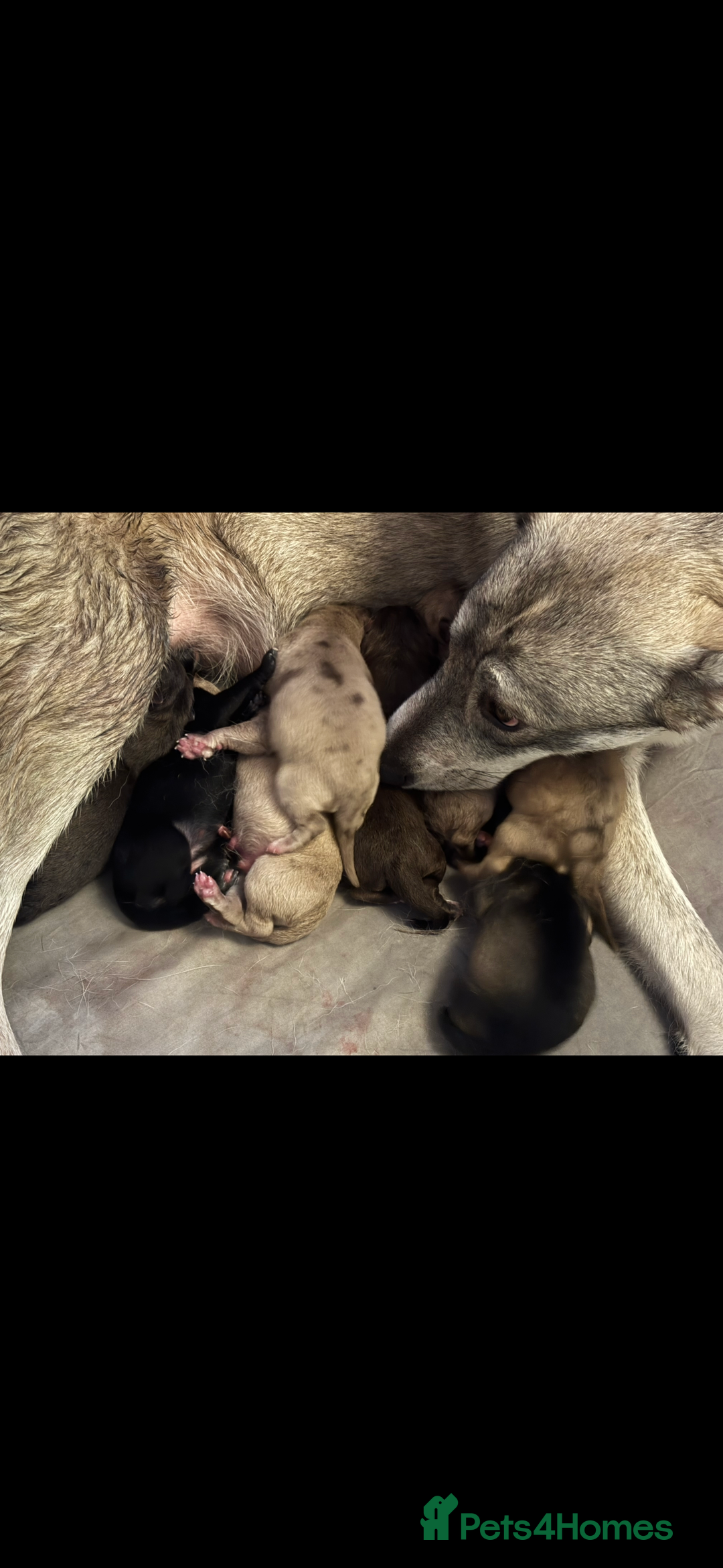 Mixed Breed dogs for sale: Husky X American Mastiff - Advert 1