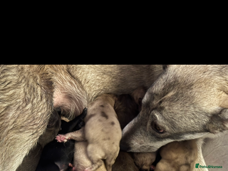 Mixed Breed dogs Husky X American Mastiff - Advert 1