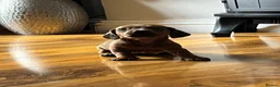 Dachshund dogs for sale: Dachshund puppies in Billericay - Advert 7