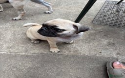 Pug dogs for sale: One pug pup - Image 2