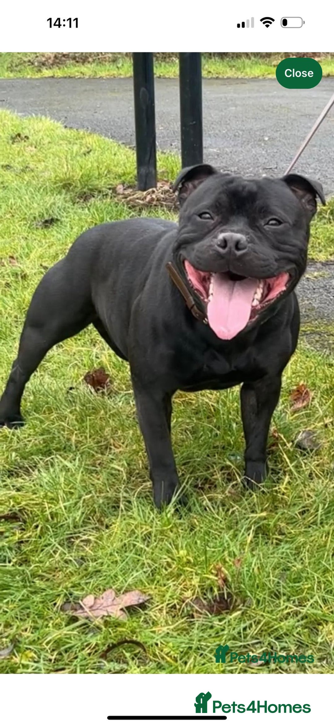 Staffordshire Bull Terrier dogs for sale: Staffys Puppies   25+ Champions ( Show Quality ) - Advert 35