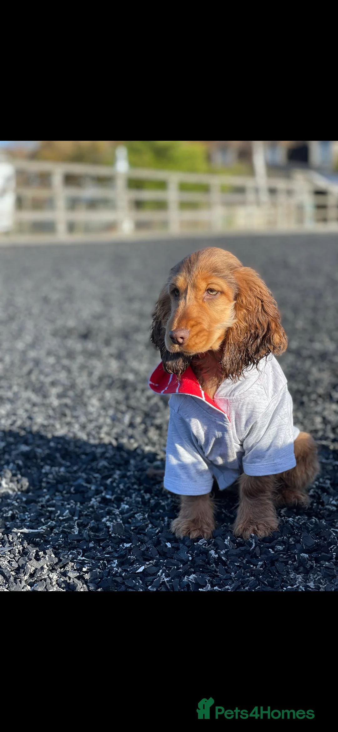 Cockapoo dogs for sale: All puppies have been reserved   - Advert 4