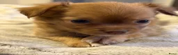 Chihuahua dogs for sale: Four gorgeous Chihuahua puppies - Advert 4