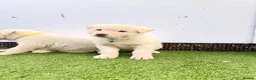Akita dogs for sale: Akita puppy’s for sale in Birmingham - Advert 24