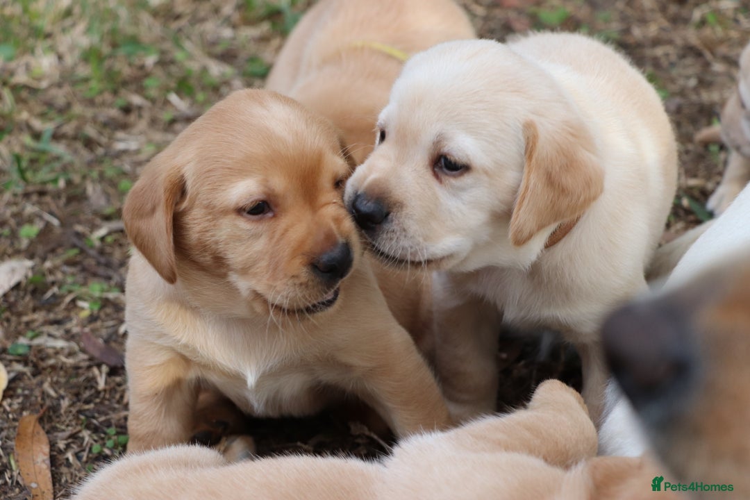 Labrador Retriever dogs for sale: KC labrador Retriever Puppies - Image 7